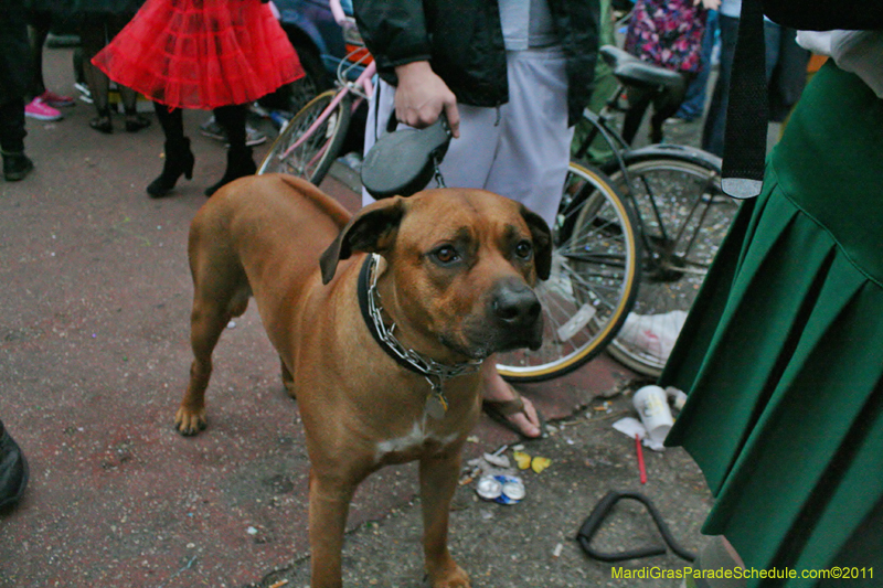 Mardi-Gras-Day-2011-0432