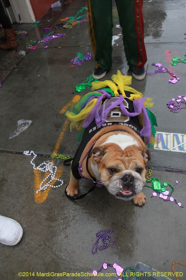 2014-Mardi-Gras-Day-11757
