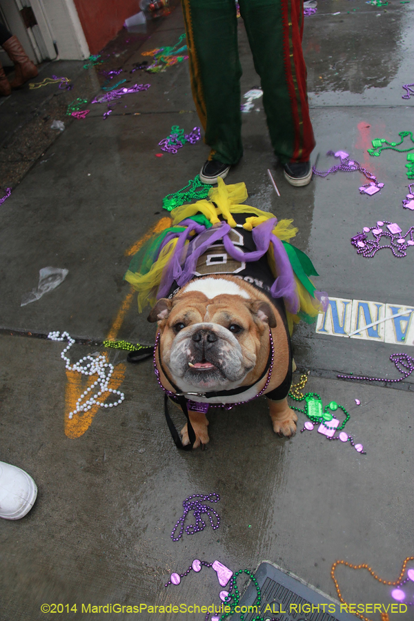 2014-Mardi-Gras-Day-11758