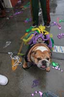 2014-Mardi-Gras-Day-11757