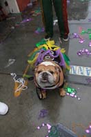 2014-Mardi-Gras-Day-11758