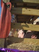 2009-Covington-Lions-Club-Mardi-Gras-Covington-Louisiana-1042