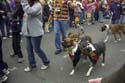 barkus2005_69