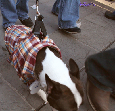 MYSTIC_KREWE_OF_BARKUS_2007_PARADE_PICTURES_0464