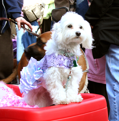 MYSTIC_KREWE_OF_BARKUS_2007_PARADE_PICTURES_0478