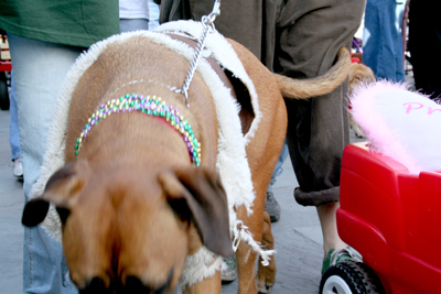 MYSTIC_KREWE_OF_BARKUS_2007_PARADE_PICTURES_0479