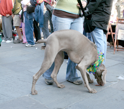 MYSTIC_KREWE_OF_BARKUS_2007_PARADE_PICTURES_0484