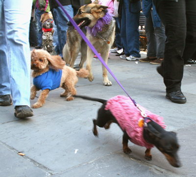 MYSTIC_KREWE_OF_BARKUS_2007_PARADE_PICTURES_0497