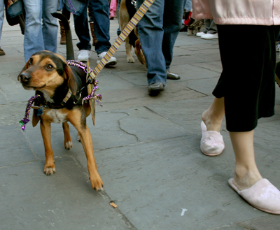 MYSTIC_KREWE_OF_BARKUS_2007_PARADE_PICTURES_0501