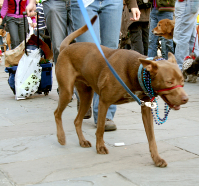 MYSTIC_KREWE_OF_BARKUS_2007_PARADE_PICTURES_0507