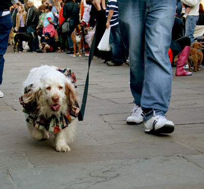 MYSTIC_KREWE_OF_BARKUS_2007_PARADE_PICTURES_0510