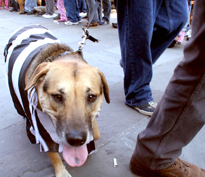 MYSTIC_KREWE_OF_BARKUS_2007_PARADE_PICTURES_0516