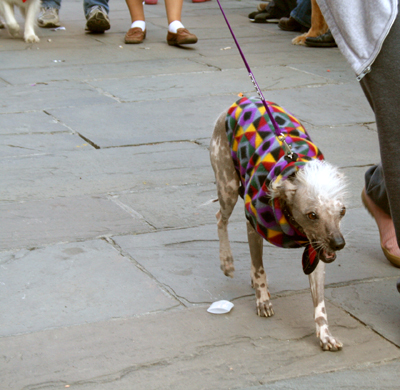 MYSTIC_KREWE_OF_BARKUS_2007_PARADE_PICTURES_0517