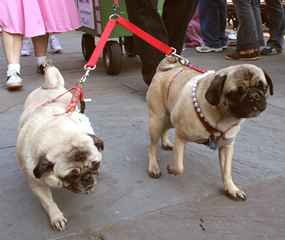 MYSTIC_KREWE_OF_BARKUS_2007_PARADE_PICTURES_0526