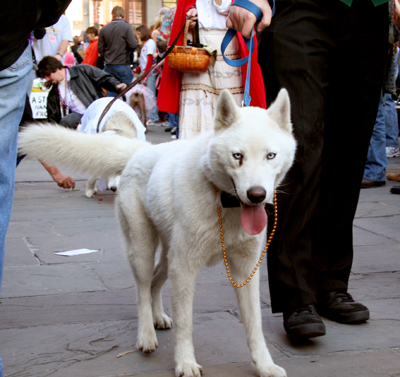 MYSTIC_KREWE_OF_BARKUS_2007_PARADE_PICTURES_0538