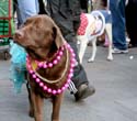 MYSTIC_KREWE_OF_BARKUS_2007_PARADE_PICTURES_0483