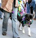 MYSTIC_KREWE_OF_BARKUS_2007_PARADE_PICTURES_0485