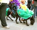 MYSTIC_KREWE_OF_BARKUS_2007_PARADE_PICTURES_0563