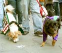MYSTIC_KREWE_OF_BARKUS_2007_PARADE_PICTURES_0586