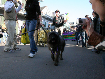 2008-Krewe-of-Barkus-Mardi-Gras-2008-New-Orleans-Parade-0314