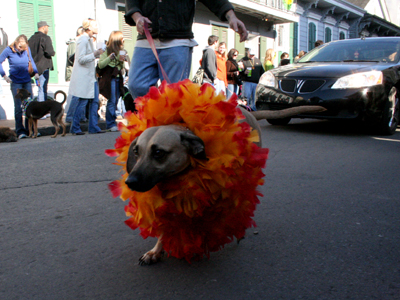2008-Krewe-of-Barkus-Mardi-Gras-2008-New-Orleans-Parade-0319