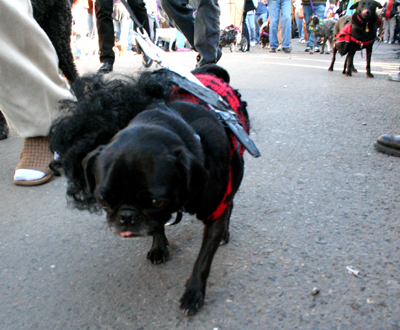 2008-Krewe-of-Barkus-Mardi-Gras-2008-New-Orleans-Parade-0325