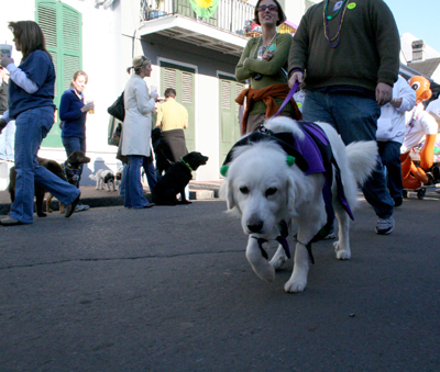 2008-Krewe-of-Barkus-Mardi-Gras-2008-New-Orleans-Parade-0327