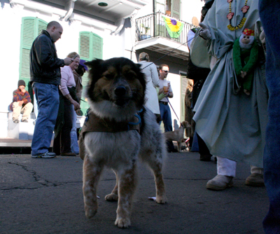 2008-Krewe-of-Barkus-Mardi-Gras-2008-New-Orleans-Parade-0338