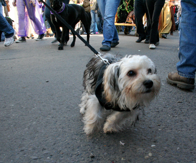 2008-Krewe-of-Barkus-Mardi-Gras-2008-New-Orleans-Parade-0342