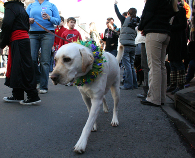 2008-Krewe-of-Barkus-Mardi-Gras-2008-New-Orleans-Parade-0344