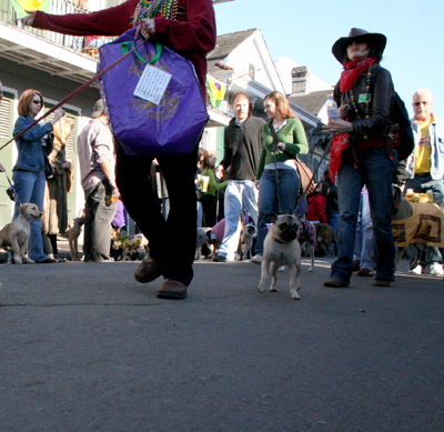 2008-Krewe-of-Barkus-Mardi-Gras-2008-New-Orleans-Parade-0347