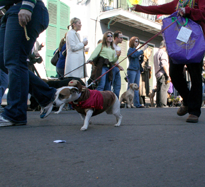 2008-Krewe-of-Barkus-Mardi-Gras-2008-New-Orleans-Parade-0347a