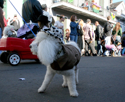 2008-Krewe-of-Barkus-Mardi-Gras-2008-New-Orleans-Parade-0354