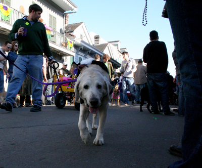 2008-Krewe-of-Barkus-Mardi-Gras-2008-New-Orleans-Parade-0357