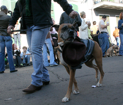 2008-Krewe-of-Barkus-Mardi-Gras-2008-New-Orleans-Parade-0363