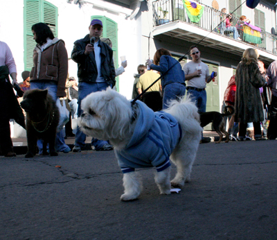 2008-Krewe-of-Barkus-Mardi-Gras-2008-New-Orleans-Parade-0368