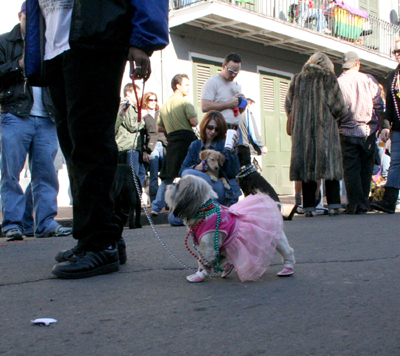 2008-Krewe-of-Barkus-Mardi-Gras-2008-New-Orleans-Parade-0371