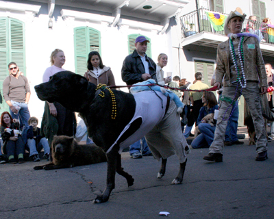 2008-Krewe-of-Barkus-Mardi-Gras-2008-New-Orleans-Parade-0373