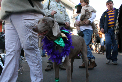 2008-Krewe-of-Barkus-Mardi-Gras-2008-New-Orleans-Parade-0376