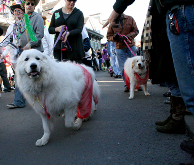 2008-Krewe-of-Barkus-Mardi-Gras-2008-New-Orleans-Parade-0382