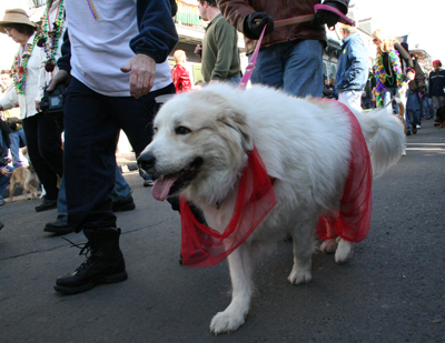 2008-Krewe-of-Barkus-Mardi-Gras-2008-New-Orleans-Parade-0384