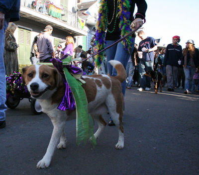 2008-Krewe-of-Barkus-Mardi-Gras-2008-New-Orleans-Parade-0387