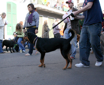 2008-Krewe-of-Barkus-Mardi-Gras-2008-New-Orleans-Parade-0389