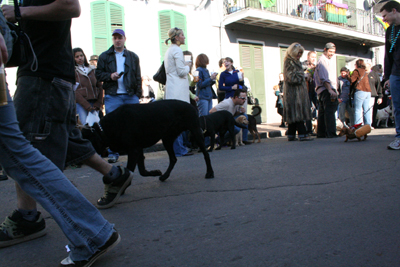 2008-Krewe-of-Barkus-Mardi-Gras-2008-New-Orleans-Parade-0395