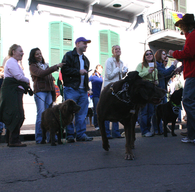 2008-Krewe-of-Barkus-Mardi-Gras-2008-New-Orleans-Parade-0401