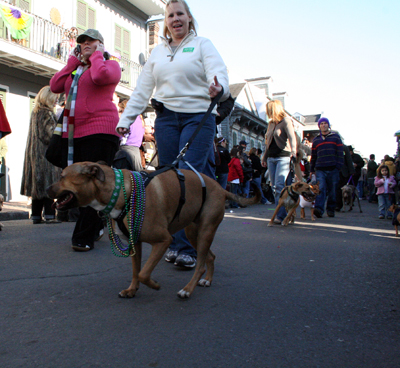 2008-Krewe-of-Barkus-Mardi-Gras-2008-New-Orleans-Parade-0403