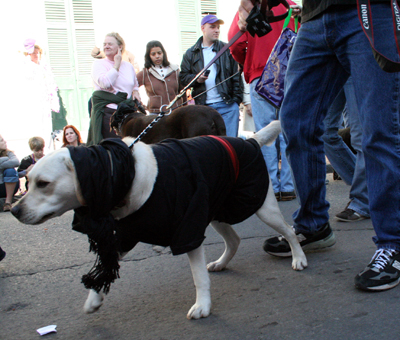 2008-Krewe-of-Barkus-Mardi-Gras-2008-New-Orleans-Parade-0404