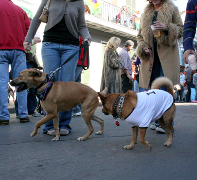 2008-Krewe-of-Barkus-Mardi-Gras-2008-New-Orleans-Parade-0405