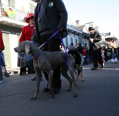 2008-Krewe-of-Barkus-Mardi-Gras-2008-New-Orleans-Parade-0406