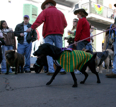 2008-Krewe-of-Barkus-Mardi-Gras-2008-New-Orleans-Parade-0408